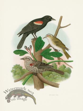 Thomas Gentry Bird 27